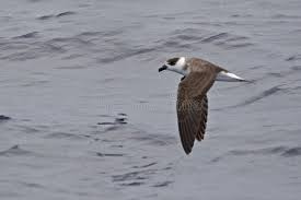 Image result for Pterodroma hasitata