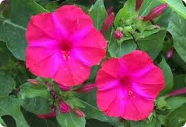 Image result for Mirabilis jalapa