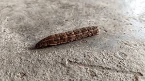 Attēlu rezultāti vaicājumam “Deilephila elpenor larva”