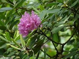 Attēlu rezultāti vaicājumam “Rhododendron catawbiense flower”