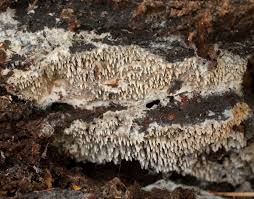 Attēlu rezultāti vaicājumam “Mycoacia fuscoatra”