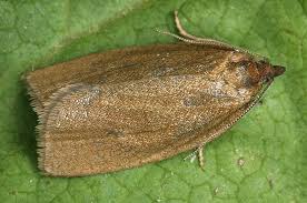 Attēlu rezultāti vaicājumam “Aphelia viburniana”