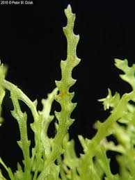 Attēlu rezultāti vaicājumam “Najas marina leaf”