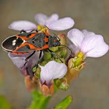 Attēlu rezultāti vaicājumam “Heteroptera”