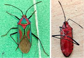 Attēlu rezultāti vaicājumam “Tritomegas bicolor imago”