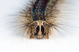 Attēlu rezultāti vaicājumam “Lymantria dispar”