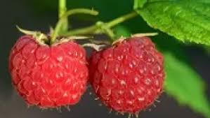 Attēlu rezultāti vaicājumam “Rubus idaeus fruit”