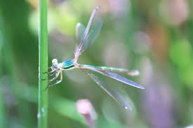 Attēlu rezultāti vaicājumam “Lestidae”