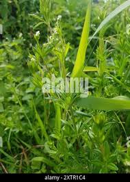 Attēlu rezultāti vaicājumam “Galium rivale leaf”