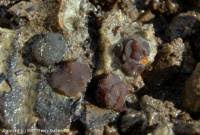 Attēlu rezultāti vaicājumam “Ombrophila violacea spores”