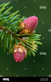 Attēlu rezultāti vaicājumam “Picea abies male flower”