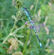 Attēlu rezultāti vaicājumam “Tettigoniodea exuvia”