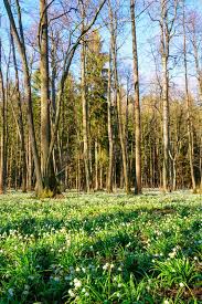 Attēlu rezultāti vaicājumam “Amarillidaceae”