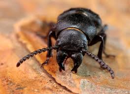 Attēlu rezultāti vaicājumam “Spondylis buprestoides”