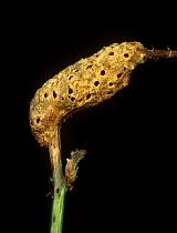 Attēlu rezultāti vaicājumam “Diastrophus rubi”