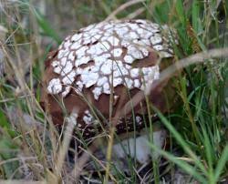 Attēlu rezultāti vaicājumam “Calvatia utriformis”