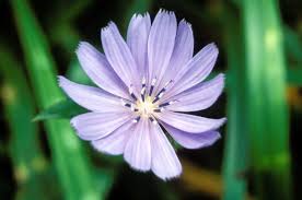 Attēlu rezultāti vaicājumam “Cichorium intybus flower”