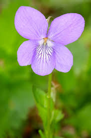 Attēlu rezultāti vaicājumam “Viola reichenbachiana flower”