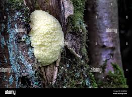 Attēlu rezultāti vaicājumam “Reticularia lycoperdon”