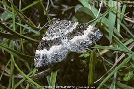 Attēlu rezultāti vaicājumam “Epirrhoe alternata”