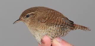 Attēlu rezultāti vaicājumam “Troglodytes troglodytes”