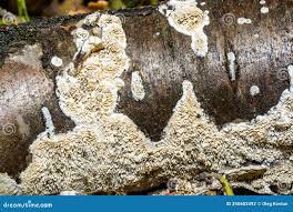 Attēlu rezultāti vaicājumam “Postia rennyi”