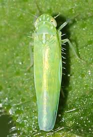 Attēlu rezultāti vaicājumam “Empoasca sp.”