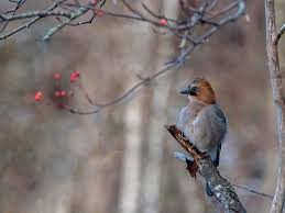 Attēlu rezultāti vaicājumam “Garrulus glandarius adult”