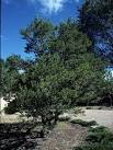 BudBurst Plant Resources - Pinyon pine