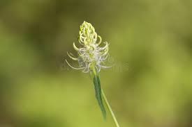 Attēlu rezultāti vaicājumam “Phyteuma spicatum bud”