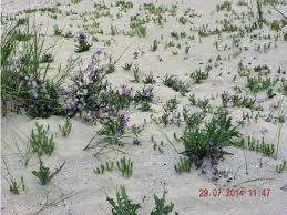 Attēlu rezultāti vaicājumam “Lactuca tatarica bud”
