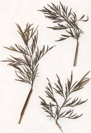 Attēlu rezultāti vaicājumam “Cnidium dubium”