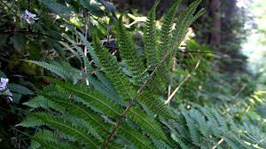 Attēlu rezultāti vaicājumam “Dryopteris affinis”