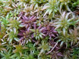Attēlu rezultāti vaicājumam “Sphagnum cuspidatum”
