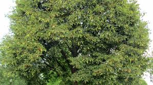 Attēlu rezultāti vaicājumam “Tilia platyphyllos Laciniata”