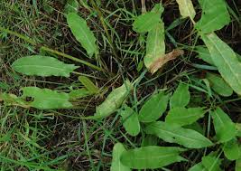 Attēlu rezultāti vaicājumam “Rumex thyrsiflorus”