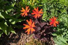 Attēlu rezultāti vaicājumam “Silene x arkwrightii Vesuvius flower”