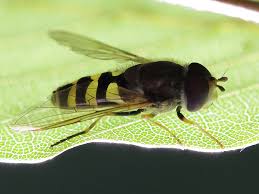 Attēlu rezultāti vaicājumam “Syrphidae”