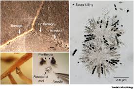 Attēlu rezultāti vaicājumam “Cribraria martinii spores”