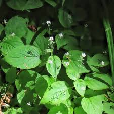 Attēlu rezultāti vaicājumam “Trichia alpina”