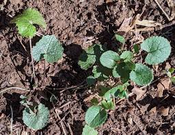 Attēlu rezultāti vaicājumam “Alliaria petiolata leaf”
