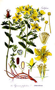 Image result for Johanniskraut