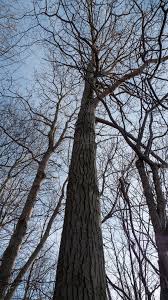 Attēlu rezultāti vaicājumam “Populus x lettland”