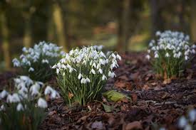 Attēlu rezultāti vaicājumam “Galanthus nivalis flower”