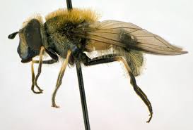 Attēlu rezultāti vaicājumam “Leucozona lucorum”