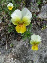 Attēlu rezultāti vaicājumam “Viola tricolor subsp. matutina flower”