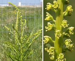 Image result for Reseda luteola