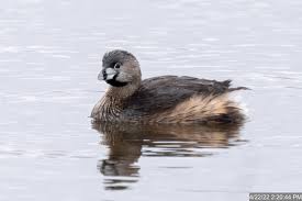 Image result for Podilymbus podiceps