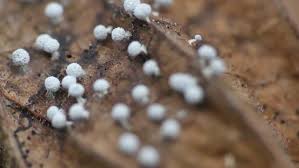 Attēlu rezultāti vaicājumam “Craterium minutum young”