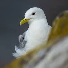 Attēlu rezultāti vaicājumam “Rissa tridactyla”